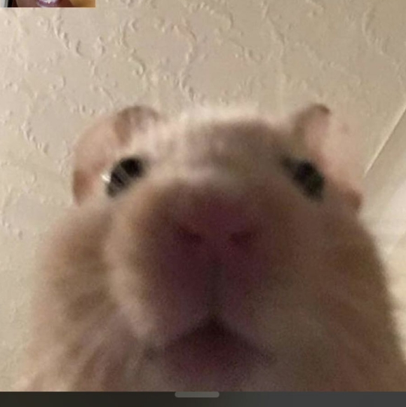 sissysells